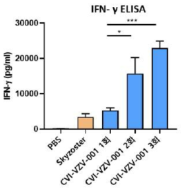 Cytokine ELISA 분석