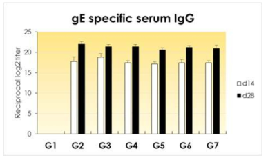 항원 특이적 혈청 IgG 항체가 측정