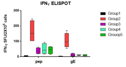 IFN-γ ELISPOT 분석