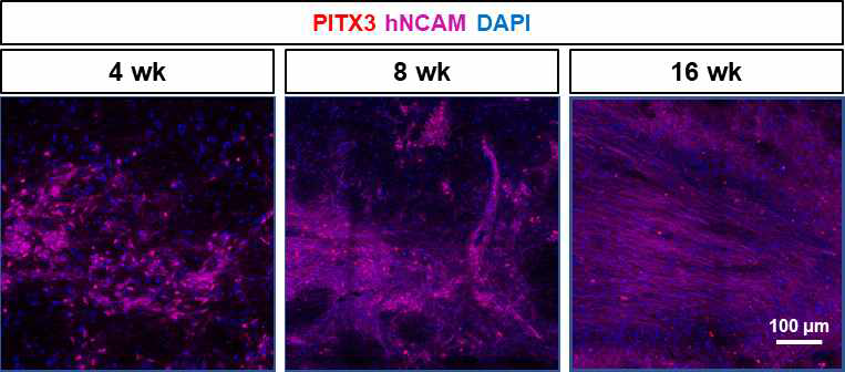 세포이식 후 경과시간에 따른 중뇌 도파민세포 마커인 PITX3의 발현 확인