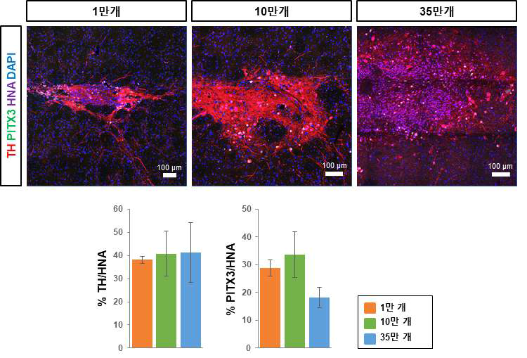 이식 세포 수에 따른 TH, PITX3 양성세포 비율 분석 (이식 후 16주)