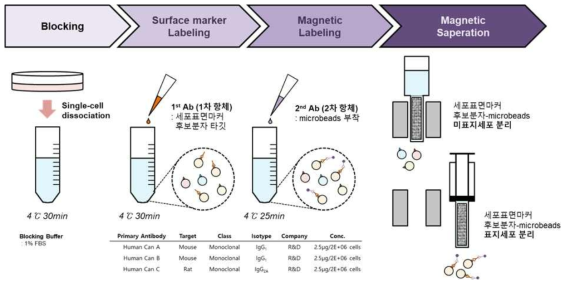 배아줄기세포 유래 중뇌 도파민 신경전구세포 집단에서 세포표면마커 후보분자를 이용한 고순도 세포 분리법 확립