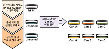 배아줄기세포 유래 도파민 신경전구세포 집단에서 세포 표면마커를 이용해 분리해낸 각 세포표면마커 양성집단과 최종분화과정(성숙화)를 거친 세포집단의 모식도