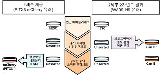 최적 세포표면마커 선정을 위해 제1세부 연구결과와 중뇌 도파민 세포 특성 비교를 위한 모식도