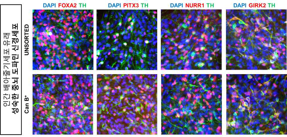 대표 표면마커 (Can B)로 분리한 중뇌 도파민 신경전구세포 집단에서 성숙화 유도 후 성숙한 중뇌 도파민 신경세포 특성 분석