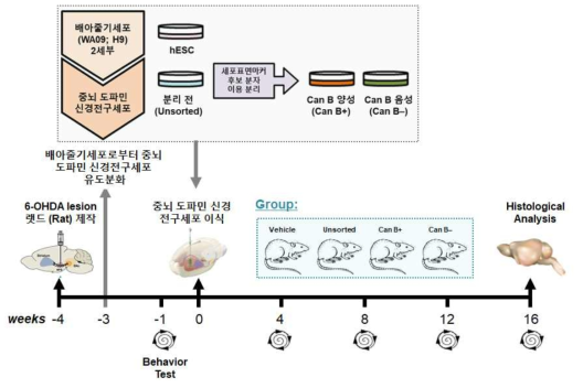 배아줄기세포 유래 중뇌 도파민 신경전구세포 집단에서 최적 세포표면마커 Can B 로 분리한 도파민 신경전구세포의 in vivo 기능성 검증 모식도