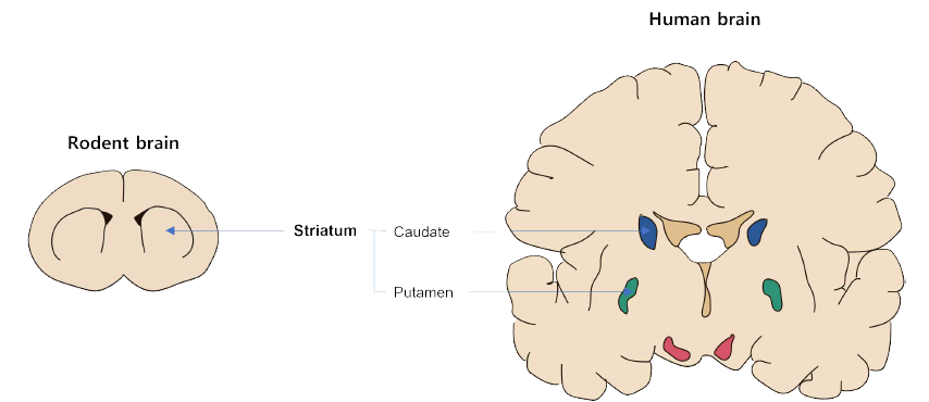 Rat striatum 및 Human striatum