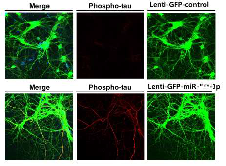 miR-***3p 과발현이 타우 과인산화에 미치는 영향