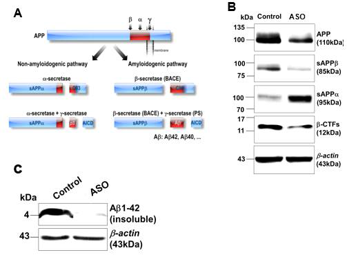 ASO가 Amyloidogenic pathway에 미치는 영향