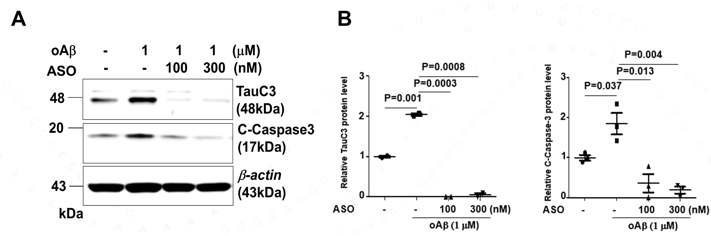 ASO가 TauC3 생성에 미치는 영향