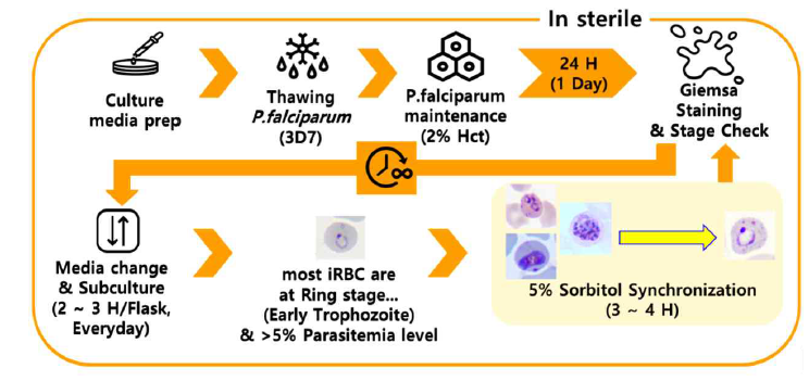 분석적 성능평가에 활용하기 위한 말라리아 기생충 배양과정