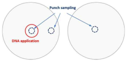 Punch sampling 의 예시