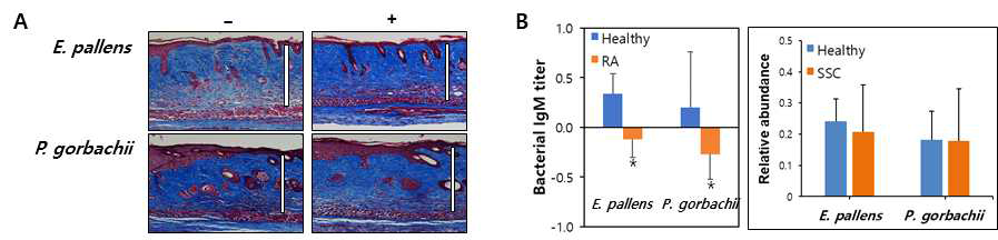 A. BLM-induced scleroderma model에서 E. pallens와 P. gorbachii의 피부경화증 억제 효능 평가, B. RA (왼쪽) 및 SSc 환자 (오른쪽)와 정상군 혈청에서 인체미생물 microarray를 통한 종 수준에서 미생물 빈도 분석. *P < 0.05