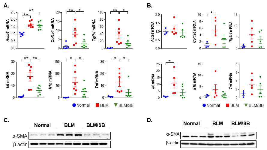BLM scleroderma model에서 SB에 의한 섬유화 유전자 및 단백질 억제 효능 검증. 피부 (A) 및 폐 (B) 조직의 유전자 발현 및 α-SMA 단백질 발현 (C, D). *P < 0.05, **P < 0.01