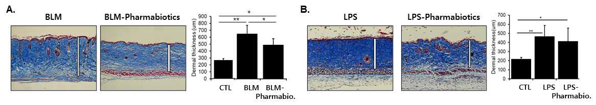 BLM scleroderma model (A)과 LPS scleroderma model에서 제 1군 파마바이오틱스의 피부경화증 억제 효과 검증. *P < 0.05, **P < 0.01