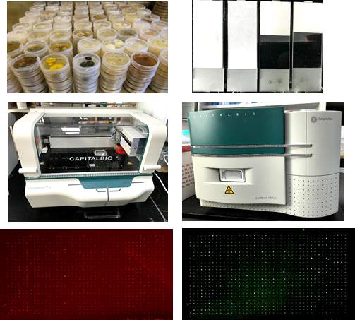 본 연구팀에서 자체 제작한 장내미생물 microarray’chip 및 microarray image