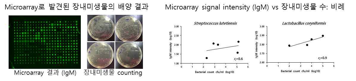 장내미생물 microarray의 IgM의 signal intensity와 배양된 장내미생물의 수의 비례관계