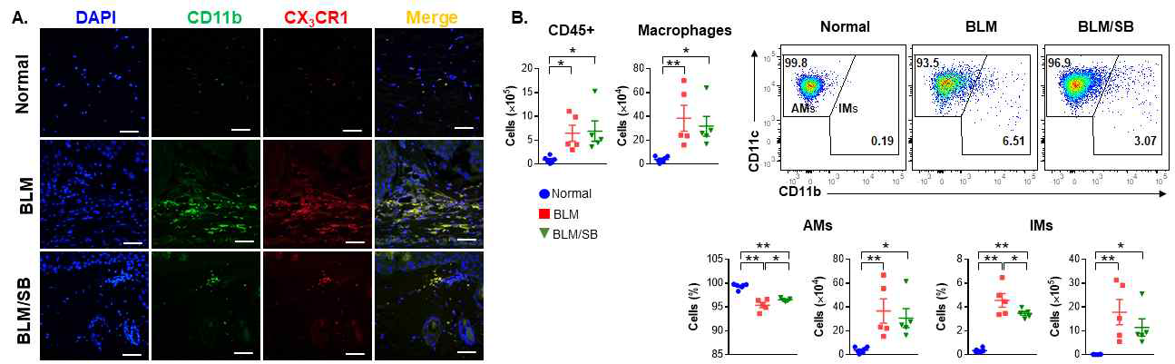 BLM scleroderma model에서 SB에 의한 macrophage subsets 변화 분석. Skin (A)과 BALF (B) macrophages 평가. *P < 0.05, **P < 0.01
