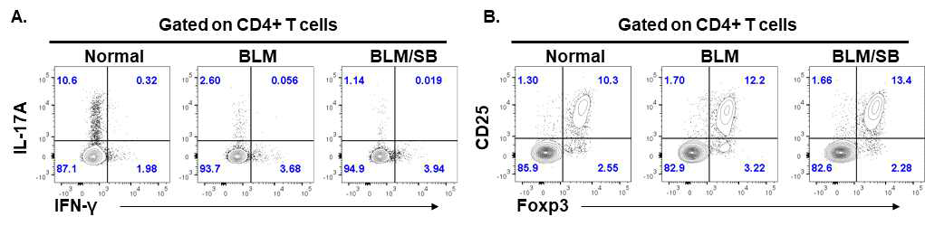 BLM scleroderma model에서 SB에 의한 CD4+ T cell 분석. A. siLP Th1 (CD4+IFN-γ+), Th17 (CD4+IL-17A+) cells 분석에 대한 대표 flow cytometric image. B. MLN Treg (CD4+Foxp3+CD25+) cells 분석에 대한 대표 flow cytometric image