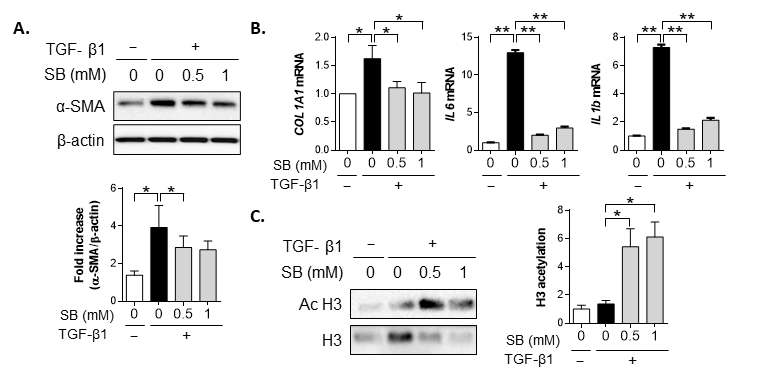 Primary human dermal fibroblast (HDF)에서 SB의 항섬유화 기능 검증. A.α-SMA 단백질 발현, B. 섬유화 및 염증 관련 유전자 발현, C. Acetylased histone 3 (Ac H3)와 H3 단백질 발현