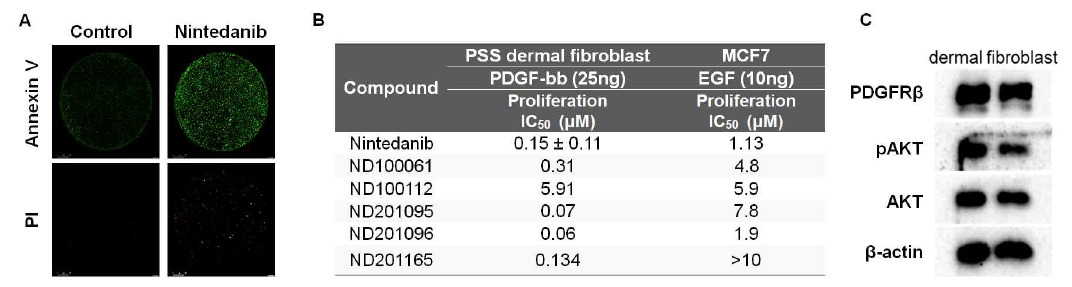 (A) Apoptosis analysis by nintedanib treated dermal fibroblast using annexin V and PI stain (B) PDGFRβ-selective proliferation inhibition by compounds using proliferation assay (C) PDGFRβ-mediated signal protein expression and phosphorylation in PSS patients dermal fibroblast using immunoblot