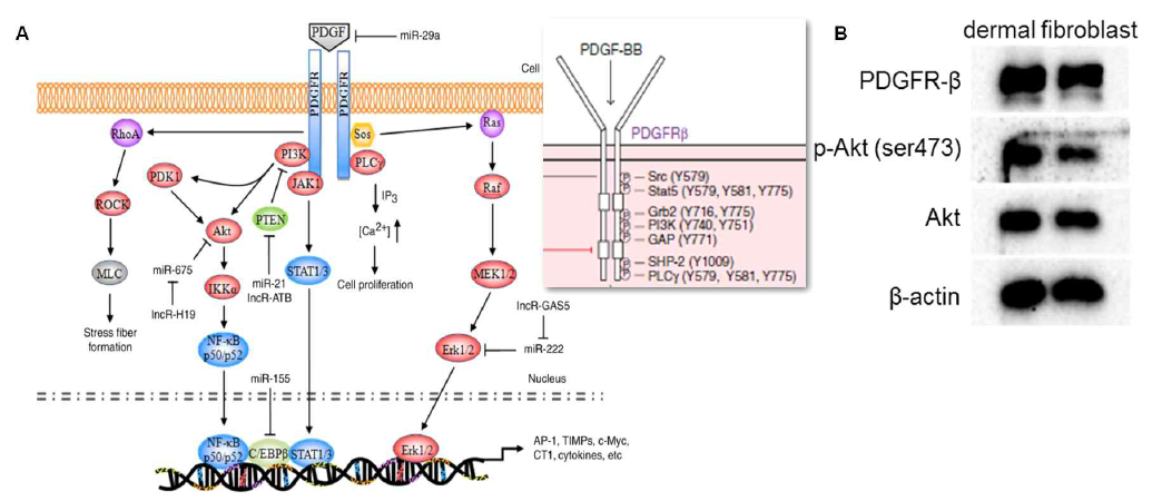 (A) Schematic picture of PDGF receptor signaling pathway (Mol Med Rep, 2017;16(6):7879-7889, Nat Neurosci, 016;19(6):771-83) and (B) expression of PDGF receptor-β, phosphorylated Akt, β-actin in dermal fibroblast using immunoblot