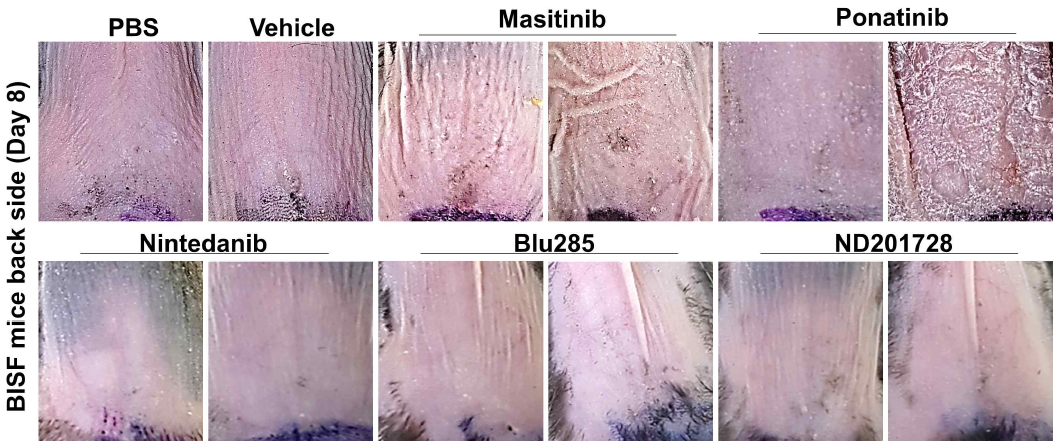 Representative pictures of clinical observation in PDGFR inhibitors (40 mg/kg by orally administration) treated BISF mouse model