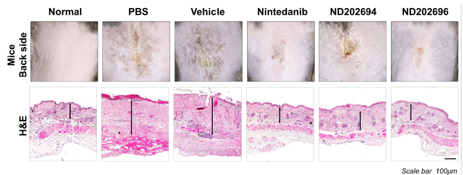 Representative pictures of clinical and histological analysis in PDGFR-targeted compounds (ND202694, ND202696) treated BISF model