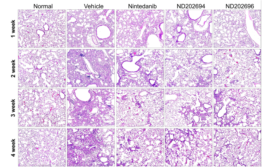 Representative pictures of histological analysis in PDGFR-targeted compounds (ND202694, ND202696) treated BISF model