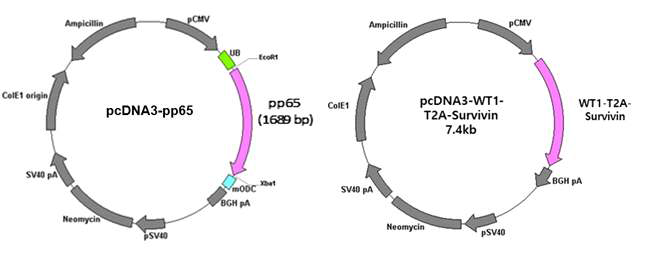 CMV 항원 pp65, WT1, Survivin 시험관내 mRNA 합성을 위한 주형 플라스미드 모식도