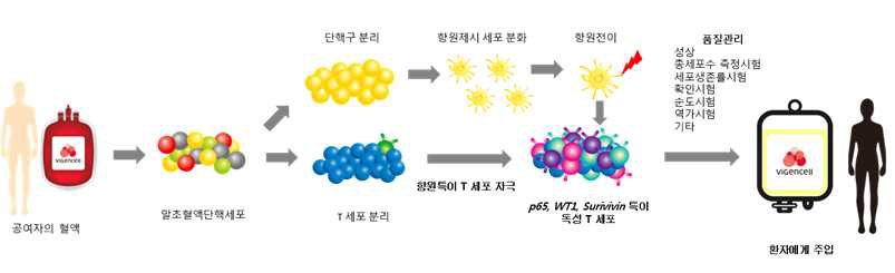 CMV 삼중항원 특이 독성 T 세포 제조공정