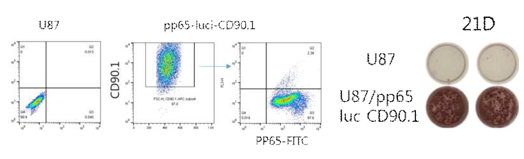 U87 pp65 luciferase CD90.1 세포 발현 및 기능 확인