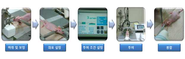 교모세포종 마우스 동물 모델 구축