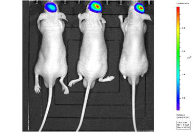 교모세포종 마우스 동물 모델 구축 확인 (In vivo imaging)