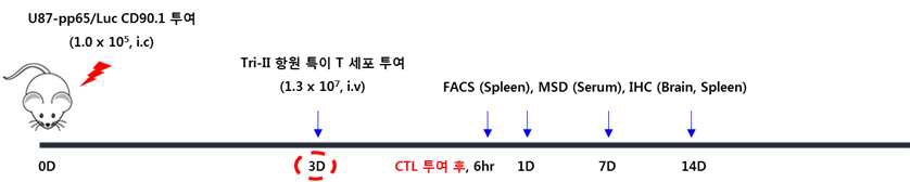 교모세포종 마우스 동물모델의 시험 일정