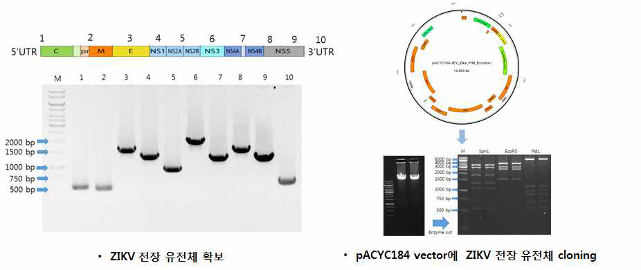 ZIKV 전장 유전체 확보