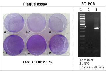 Plaque assay 와 RT-PCR을 이용한 ZIKV 확인결과