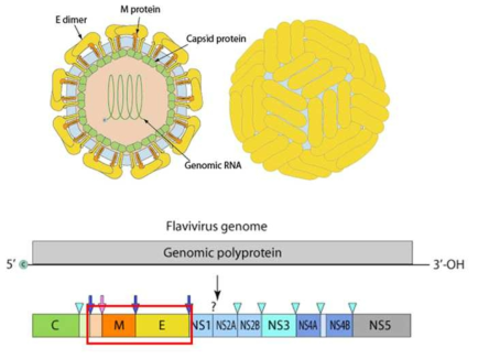 지카바이러스의 구조와 모식도