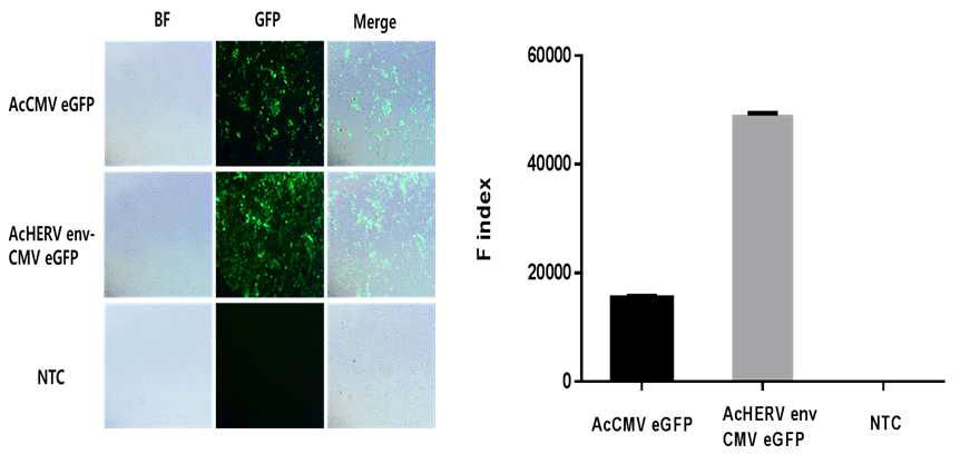 AcHERV-CMV eGFP 와 Ac-CMV eGFP의 유전자 전달 효능 평가