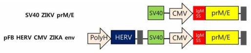 pFB HERV-SV 40 CMV prM/E 의 모식도