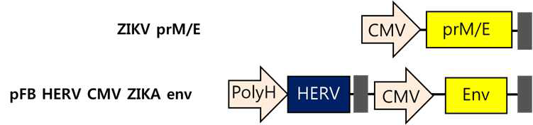 pFB HERV-CMV Env 의 모식도