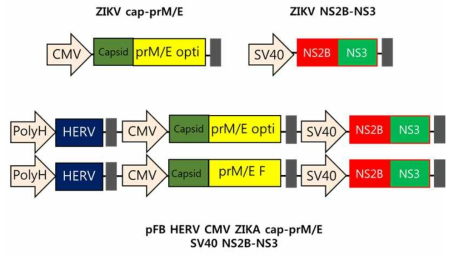 pFB HERV-CMV capsid prM/E SV40 NS2B-NS3의 모식도