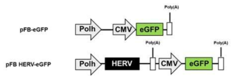 pFB-HERVenv-eGFP 및 pFB-eGFP의 모식도