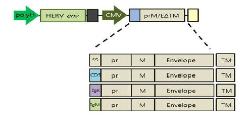 pFB-HERVenv-ZIKV(SS-prM/E△TM)의 모식도