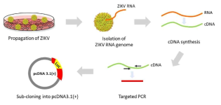 ZIKV replicon 제작 과정 모식도