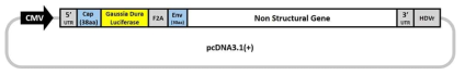 Pseudotyped 지카바이러스 생산을 위한 벡터 모식도