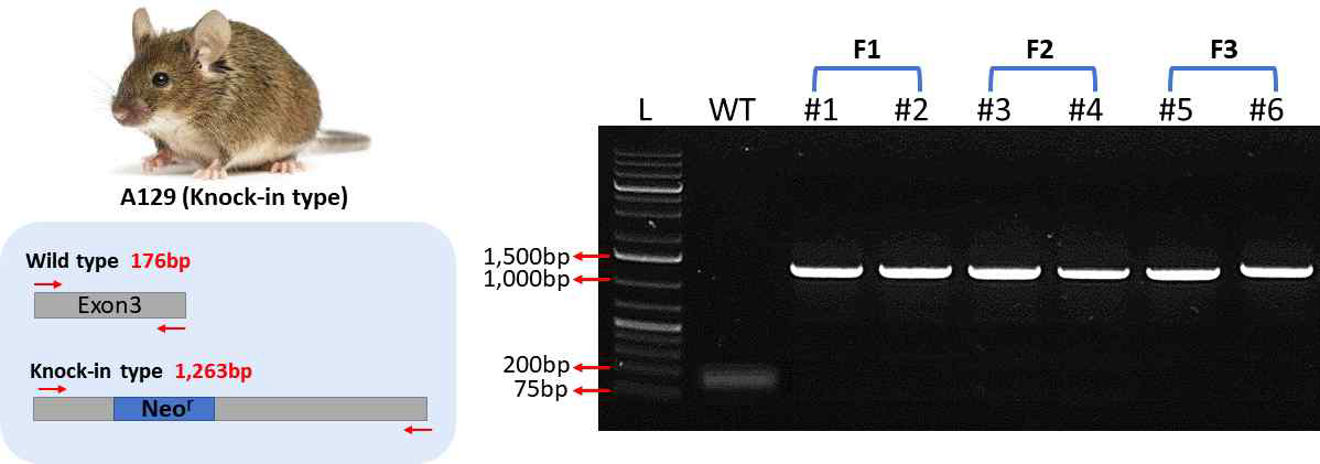 A129 마우스 라인 구축 및 유전자형 확인