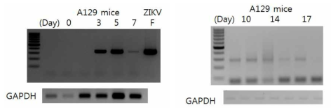 A129 마우스의 ZIKV 감염능 확인