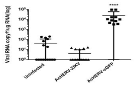 바이러스 감염 후 각 시험군 태아의 바이러스 역가