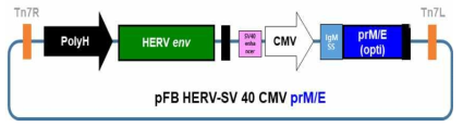 Schematic diagram of pFB HERV-SV 40 CMV prM/E